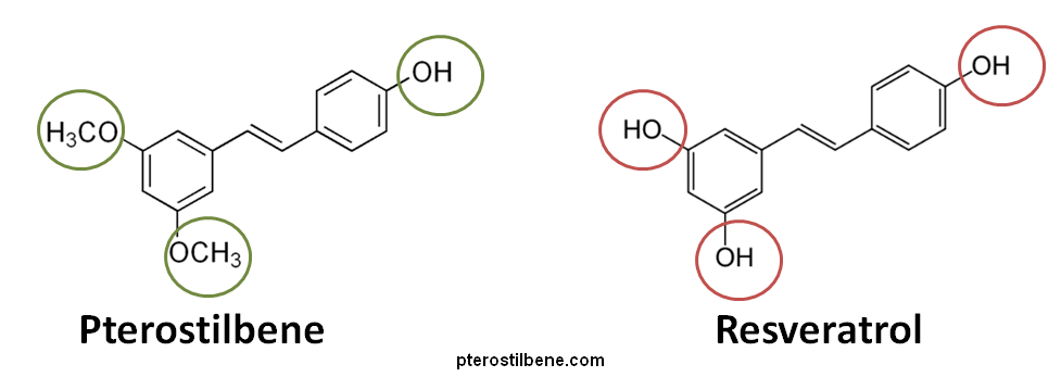 pterostilbene pharmokinetics