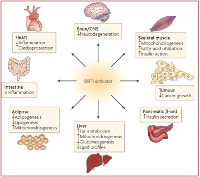 the sirtuins