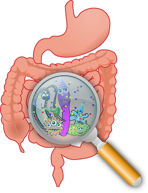 pterostilbene gut flora