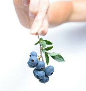 Blueberries, the primary source of pterostilbene supplements